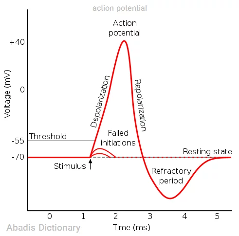 action potential